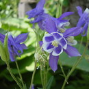 گل تاج ‌الملوک